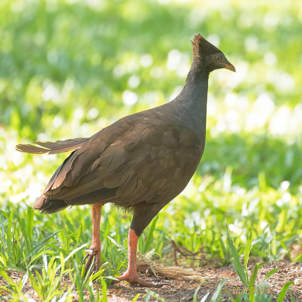 橙脚塚雉 / Orange-footed Scrubfowl / Megapodius reinwardt