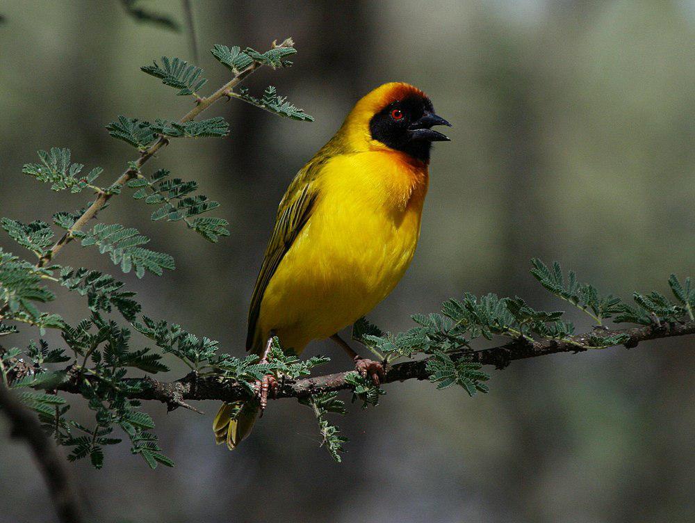 蛋黄黑脸织雀 / Vitelline Masked Weaver / Ploceus vitellinus