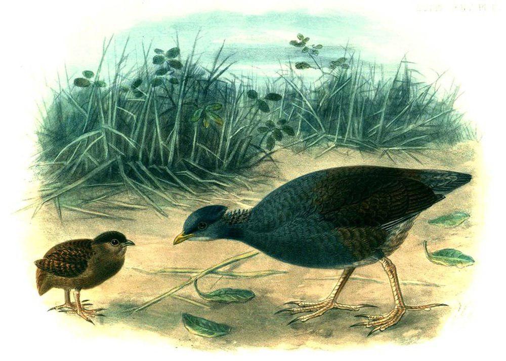 波利塚雉 / Tongan Megapode / Megapodius pritchardii