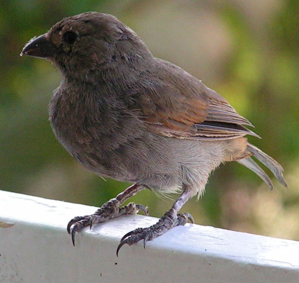 巴巴多斯牛雀 / Barbados Bullfinch / Loxigilla barbadensis