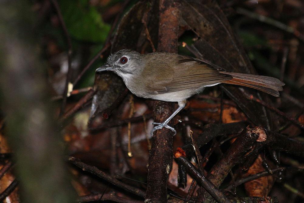 须树鹛 / Moustached Babbler / Malacopteron magnirostre