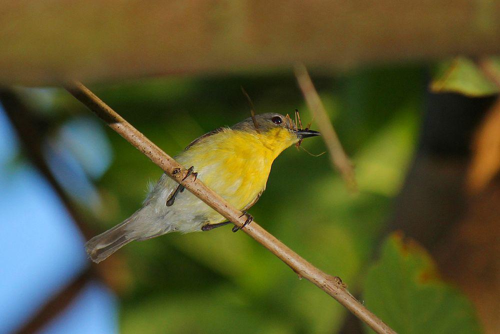 黄胸噪刺莺 / Golden-bellied Gerygone / Gerygone sulphurea