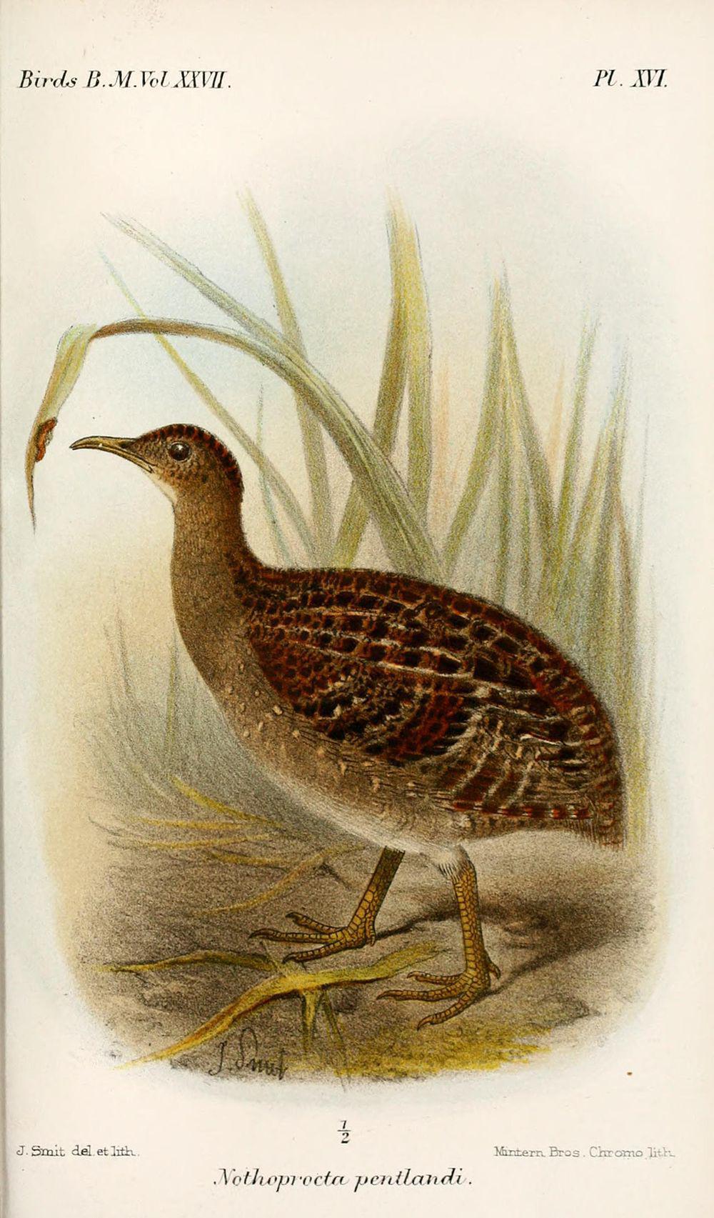 安第斯斑䳍 / Andean Tinamou / Nothoprocta pentlandii