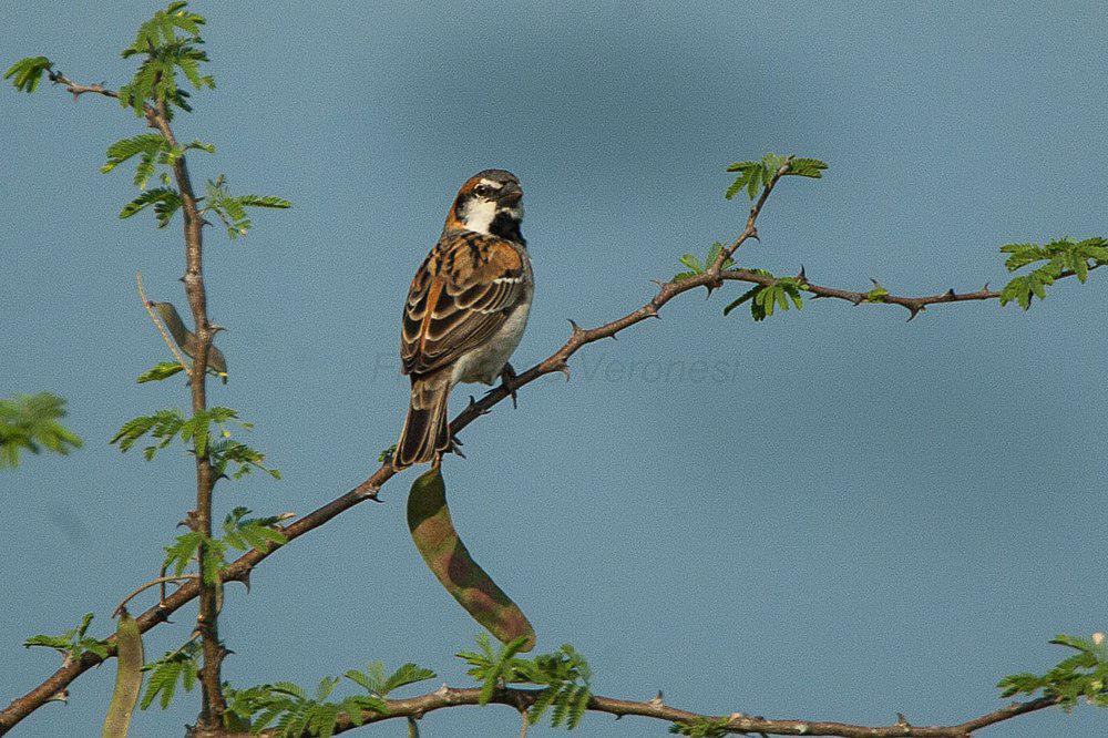 谢氏麻雀 / Shelley\'s Sparrow / Passer shelleyi