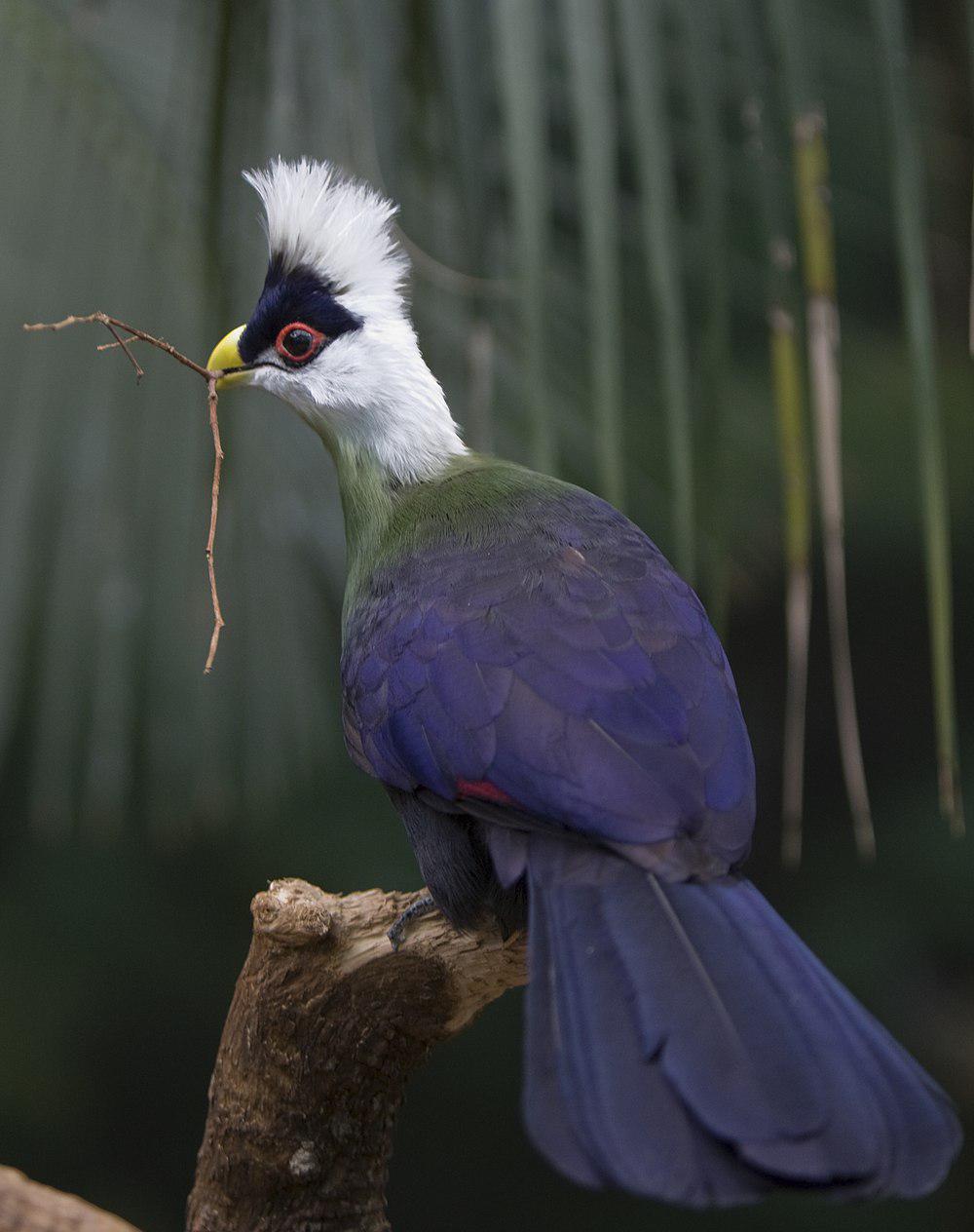 白冠蕉鹃 / White-crested Turaco / Tauraco leucolophus