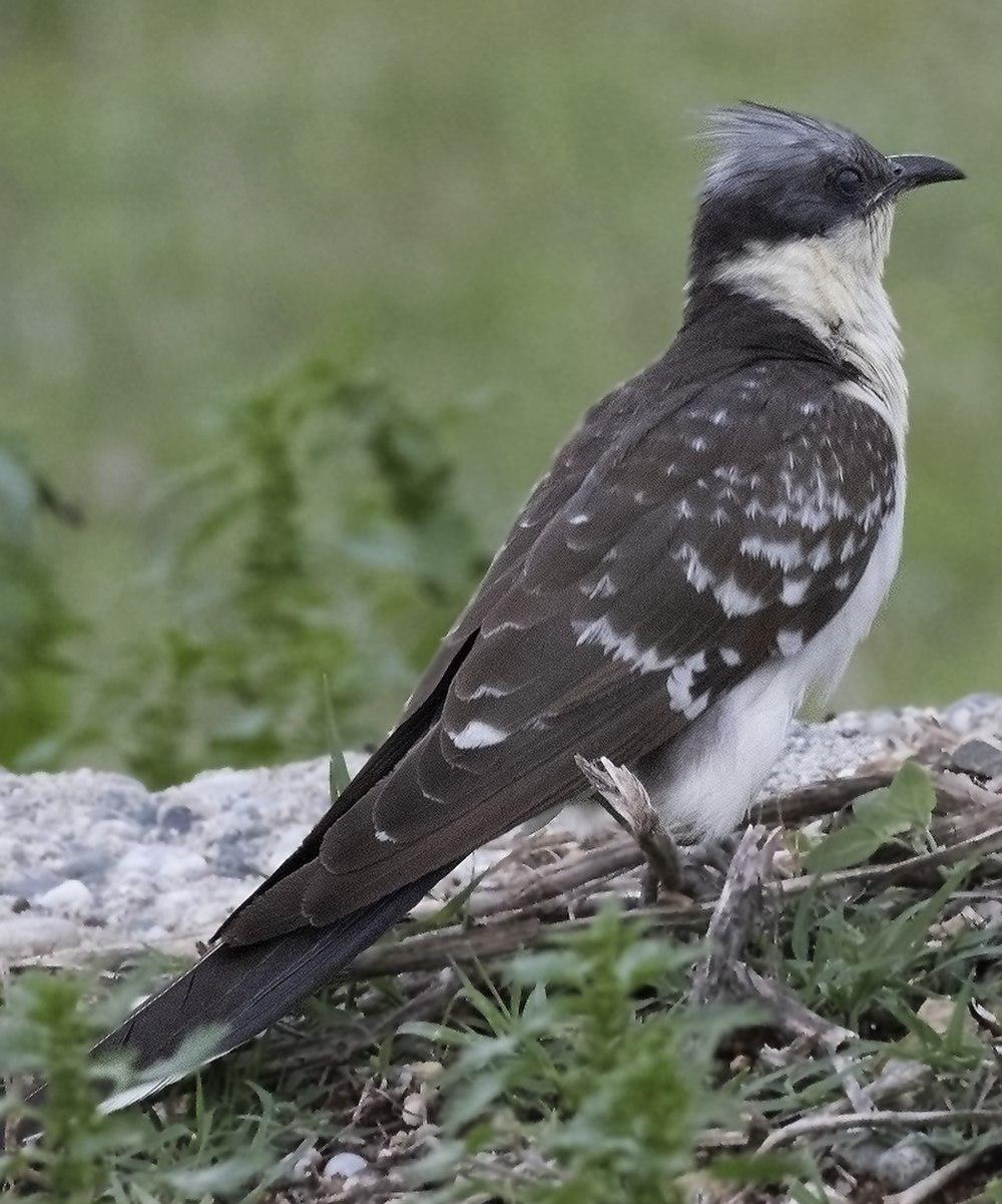 大斑凤头鹃 / Great Spotted Cuckoo / Clamator glandarius