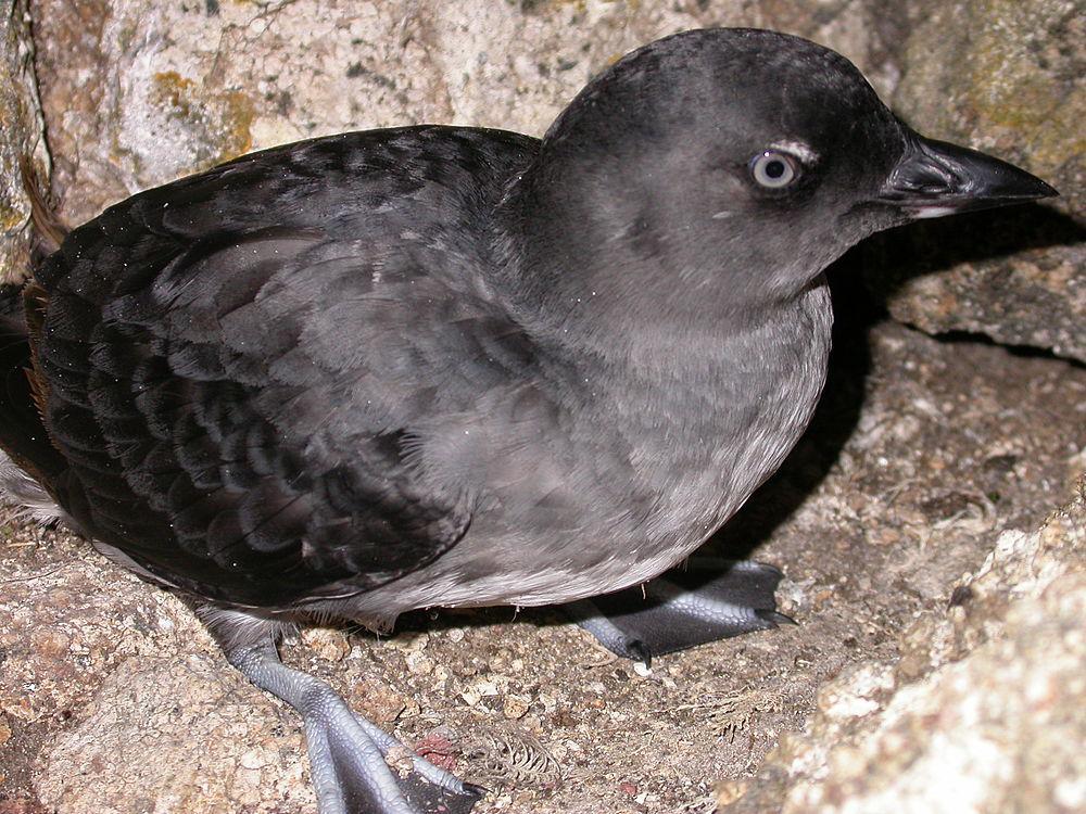 海雀 / Cassin\'s Auklet / Ptychoramphus aleuticus