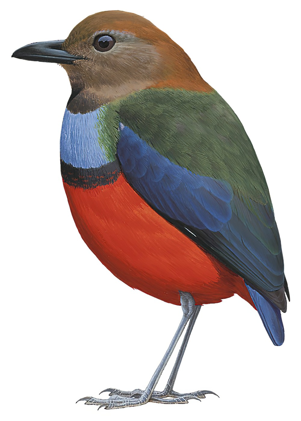 路易八色鸫 / Louisiade Pitta / Erythropitta meeki