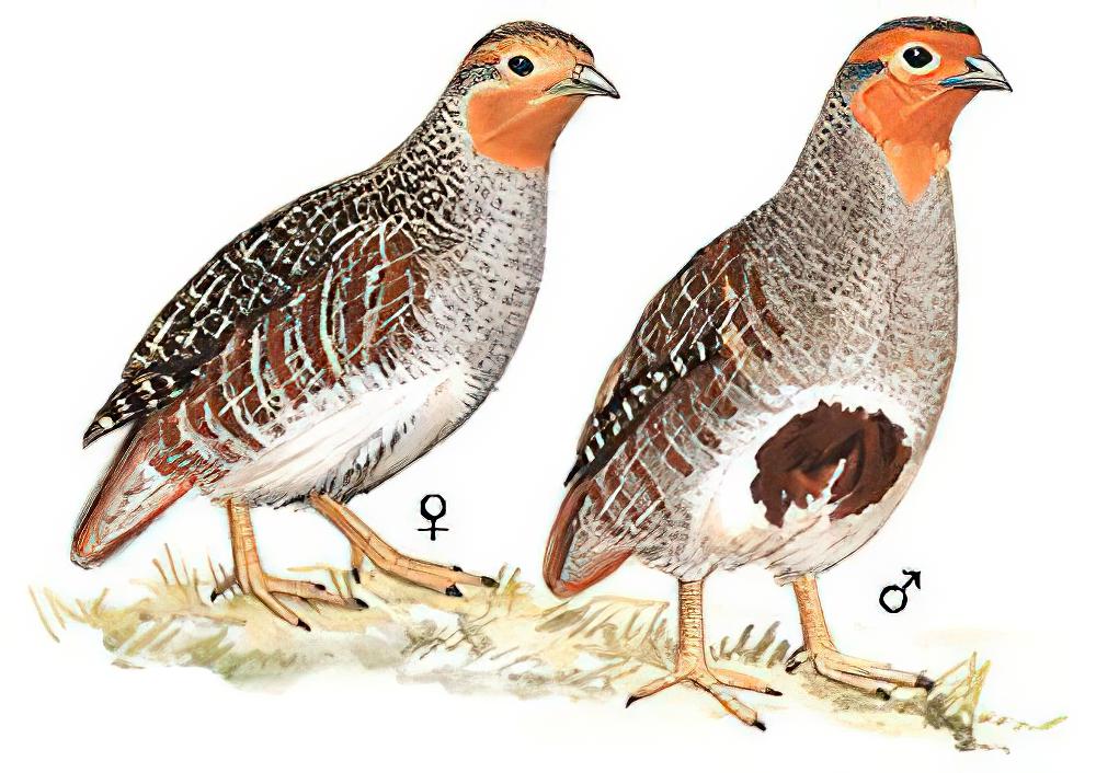 灰山鹑 / Grey Partridge / Perdix perdix