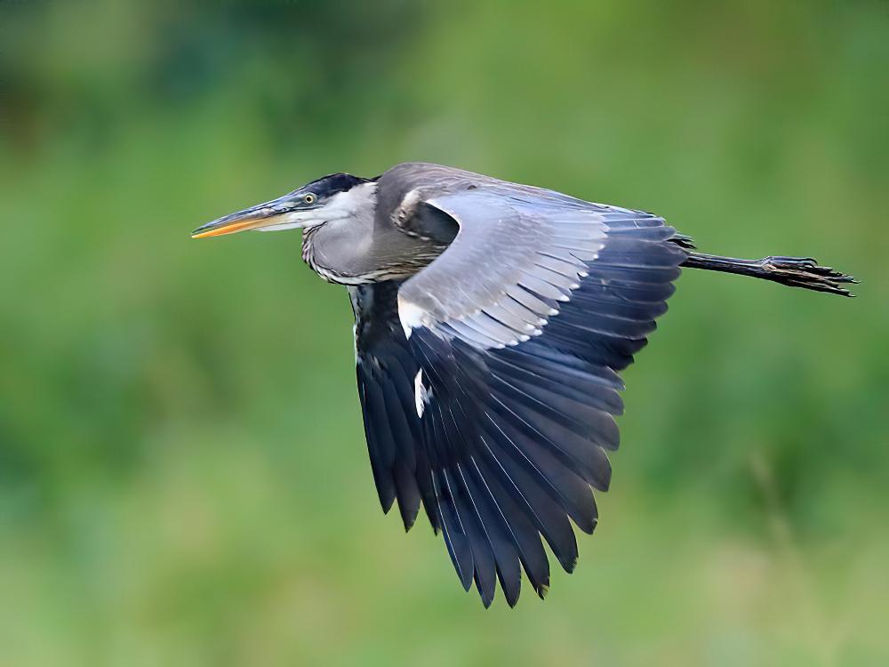 黑冠白颈鹭 / Cocoi Heron / Ardea cocoi