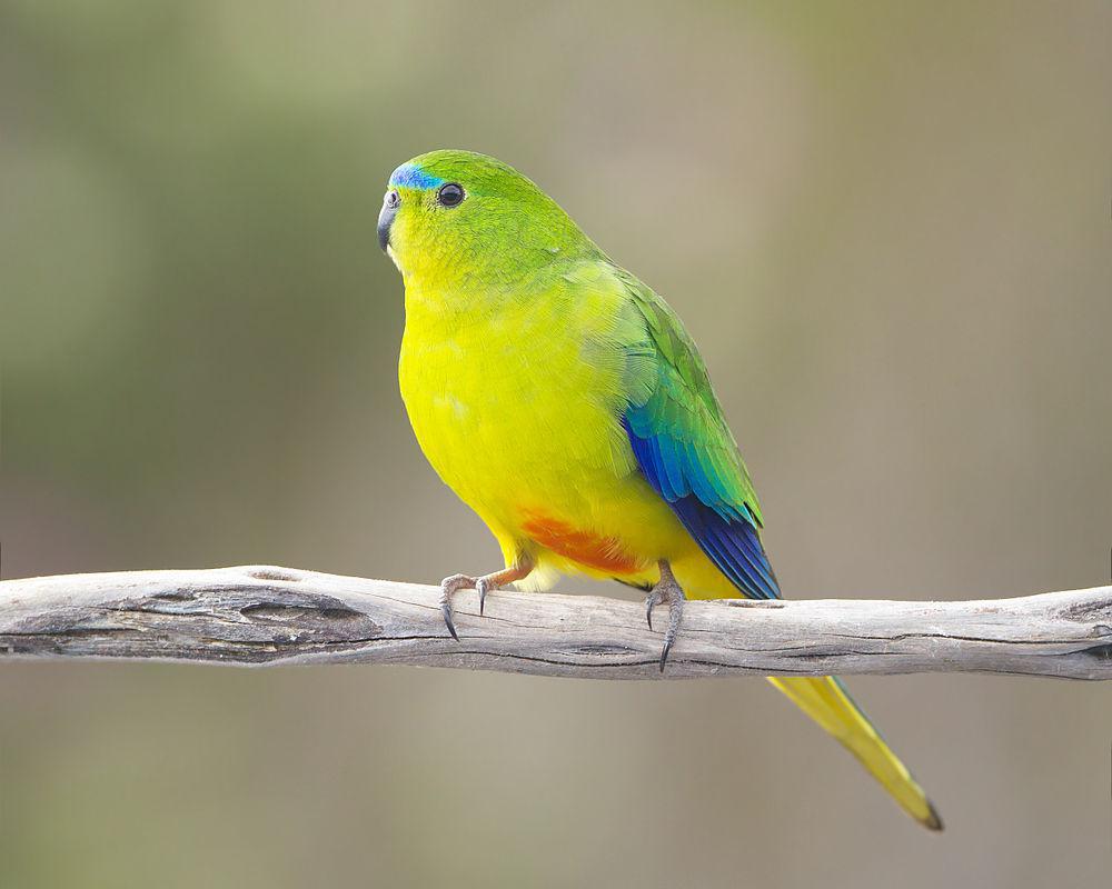 橙腹鹦鹉 / Orange-bellied Parrot / Neophema chrysogaster