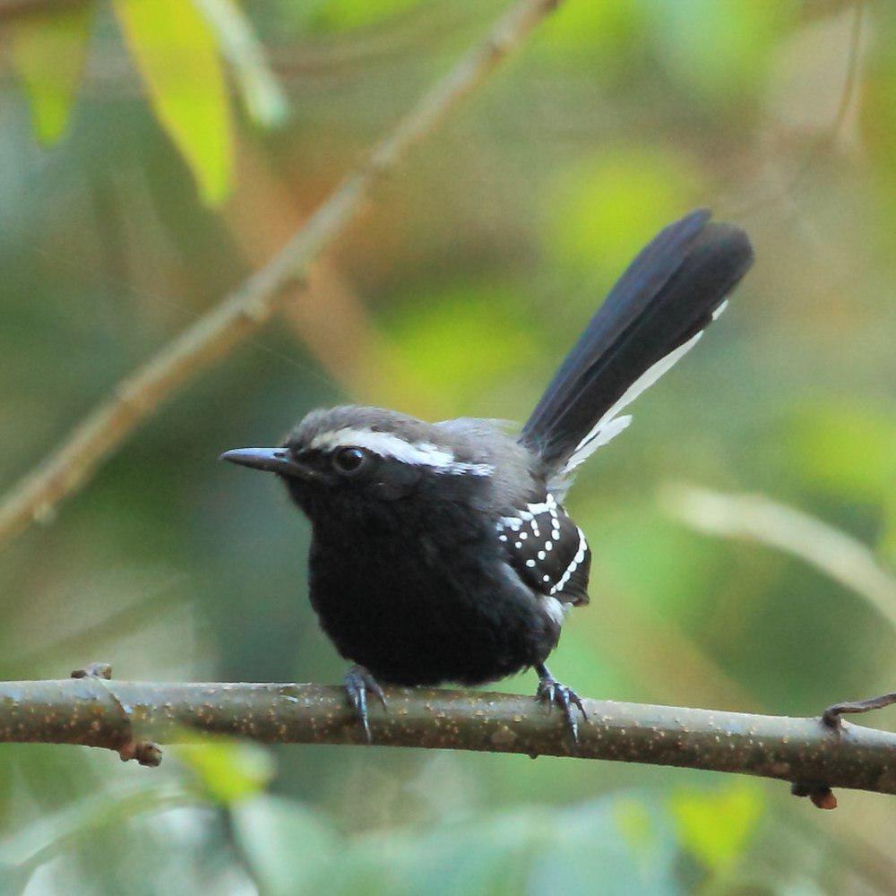 黑腹蚁鹩 / Black-bellied Antwren / Formicivora melanogaster