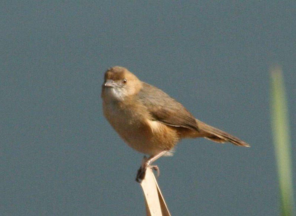 红脸扇尾莺 / Red-faced Cisticola / Cisticola erythrops