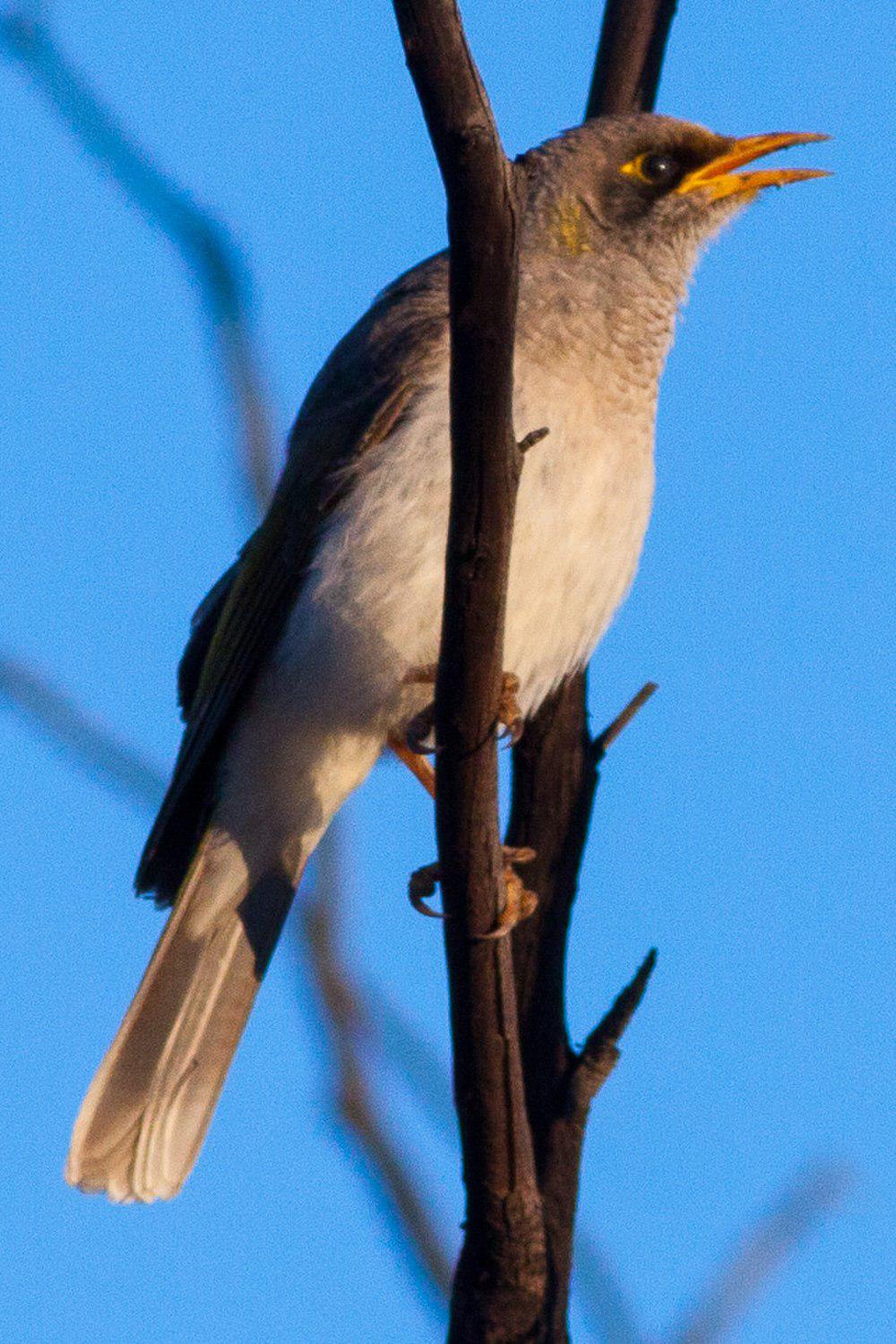 黑耳矿吸蜜鸟 / Black-eared Miner / Manorina melanotis