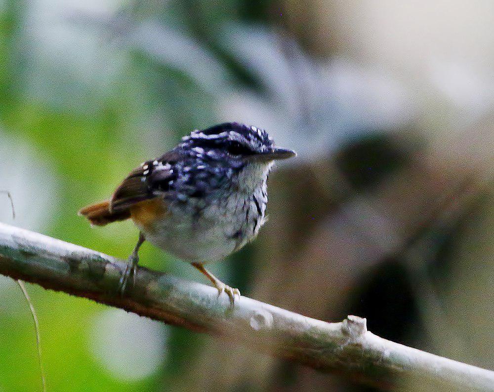 斯皮克斯歌蚁鸟 / Spix\'s Warbling Antbird / Hypocnemis striata