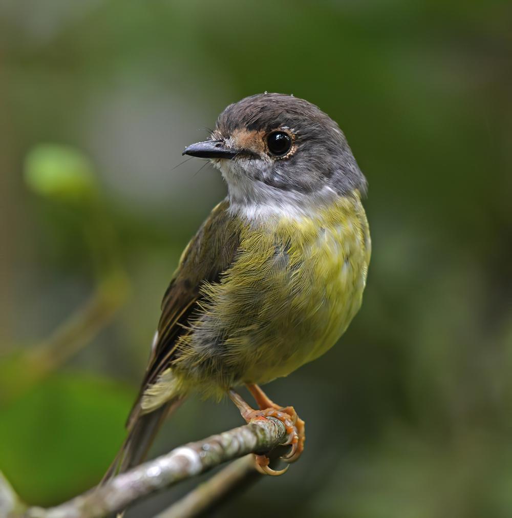 淡黄歌鸲鹟 / Pale-yellow Robin / Tregellasia capito