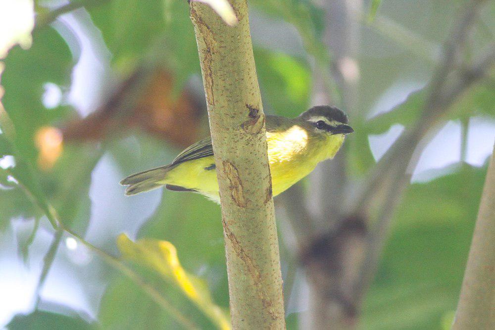 褐顶小霸鹟 / Brown-capped Tyrannulet / Ornithion brunneicapillus