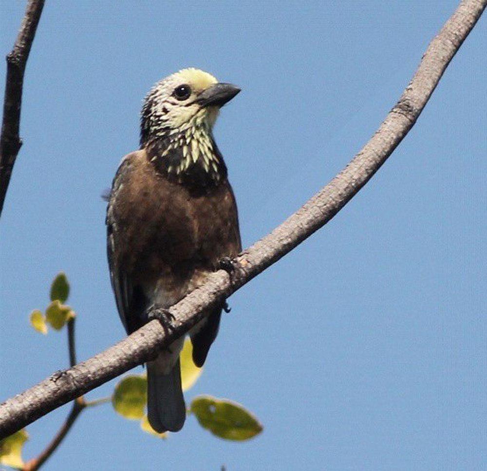 黄头拟䴕 / Anchieta\'s Barbet / Stactolaema anchietae