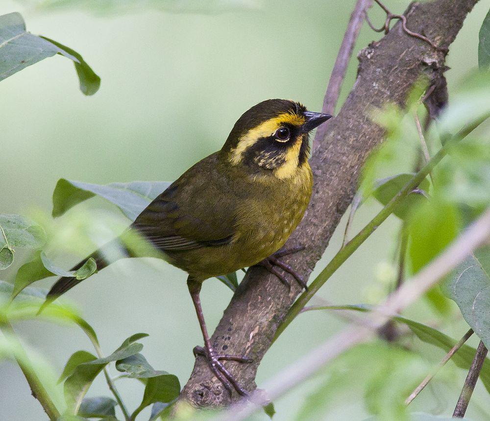 黄纹薮雀 / Yellow-striped Brushfinch / Atlapetes citrinellus