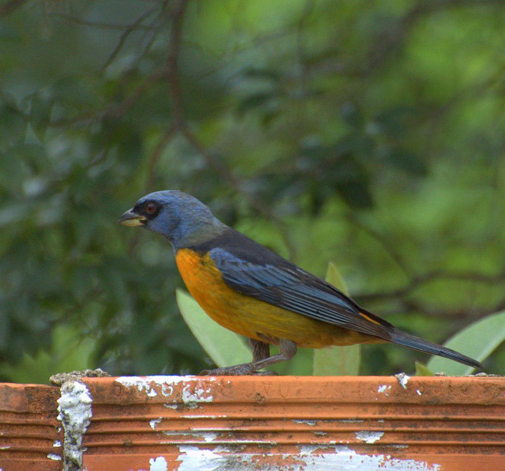 橙腹裸鼻雀 / Blue-and-yellow Tanager / Pipraeidea bonariensis