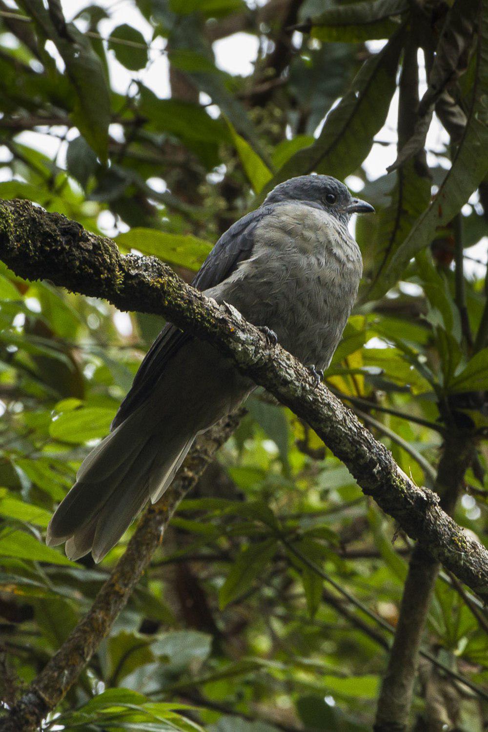 暗色伞鸟 / Dusky Piha / Lipaugus fuscocinereus