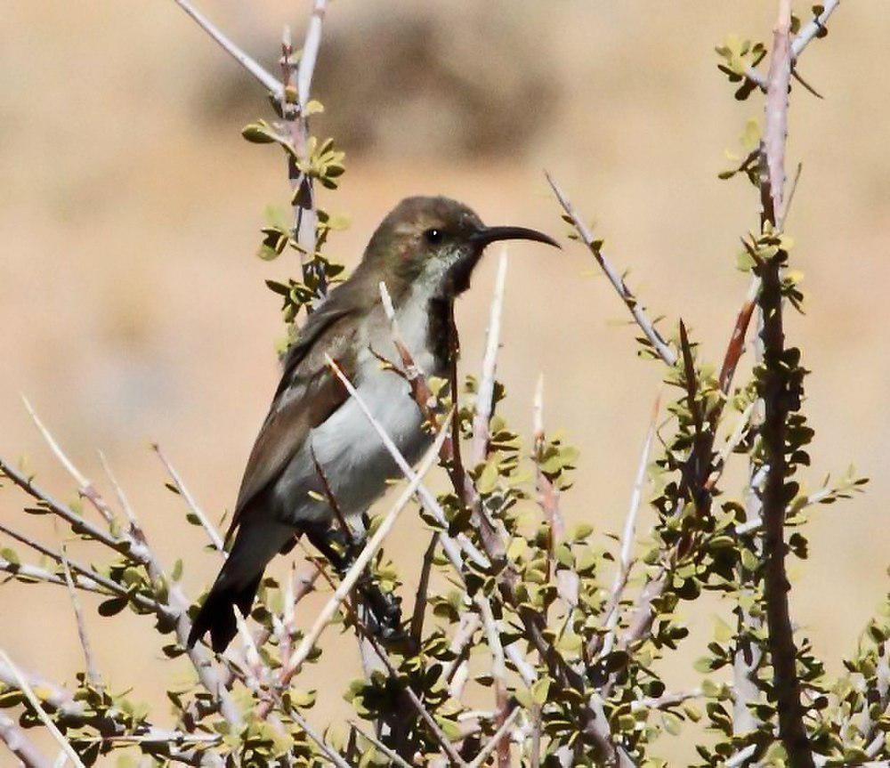 暗色花蜜鸟 / Dusky Sunbird / Cinnyris fuscus