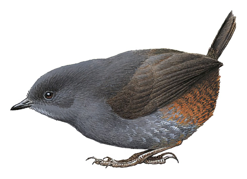 斯氏窜鸟 / Spillmann's Tapaculo / Scytalopus spillmanni