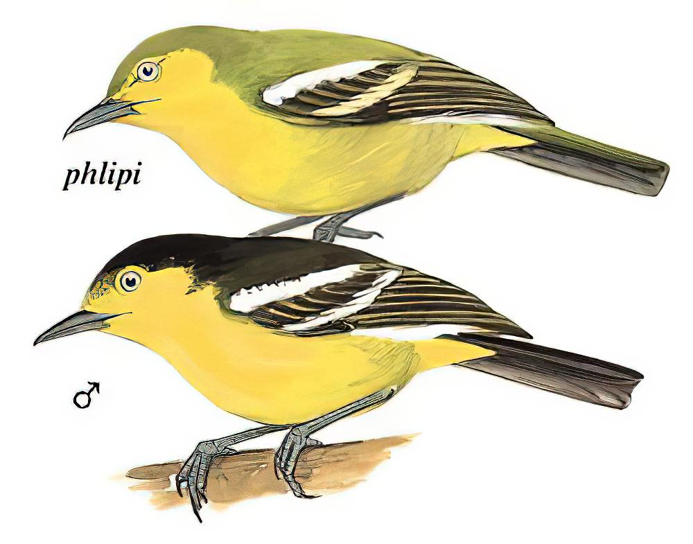 黑翅雀鹎 / Common Iora / Aegithina tiphia