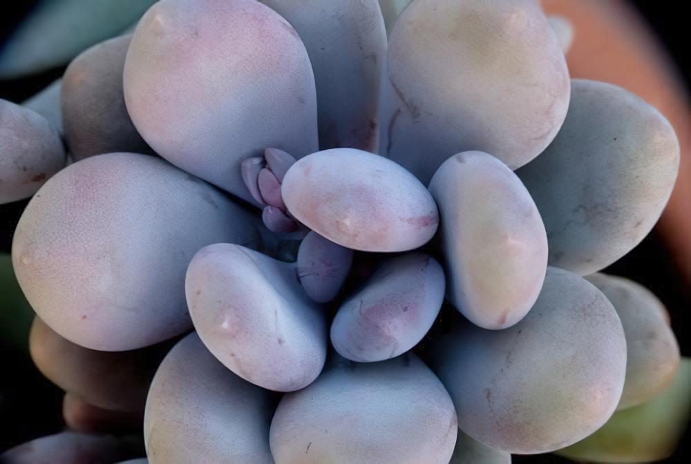 桃美人 Pachyphytum ‘Blue Haze‘