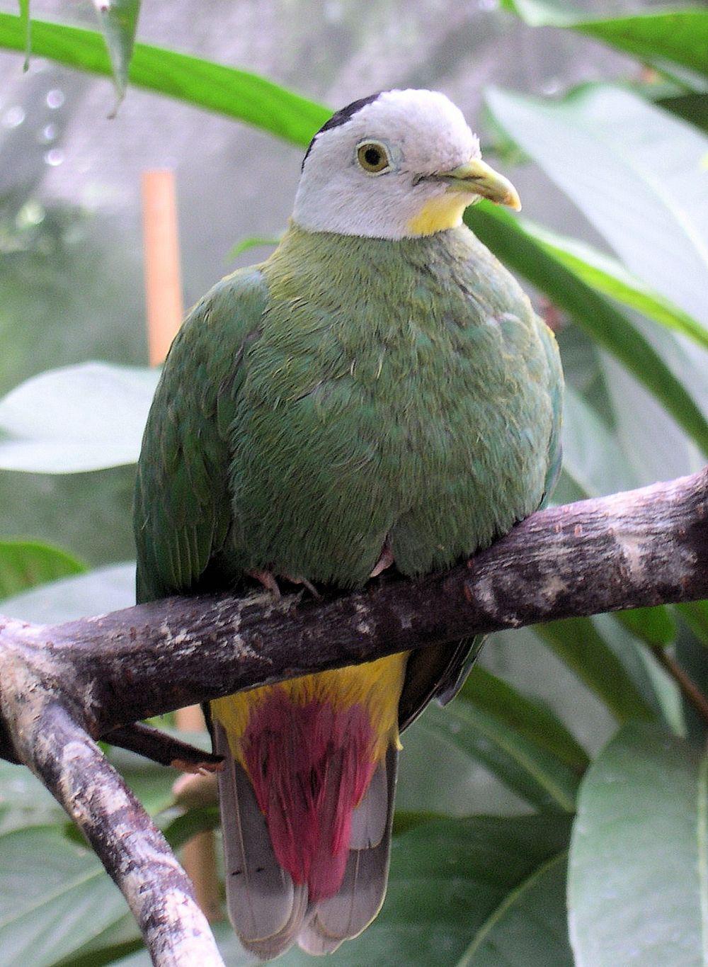 黑项果鸠 / Black-naped Fruit Dove / Ptilinopus melanospilus