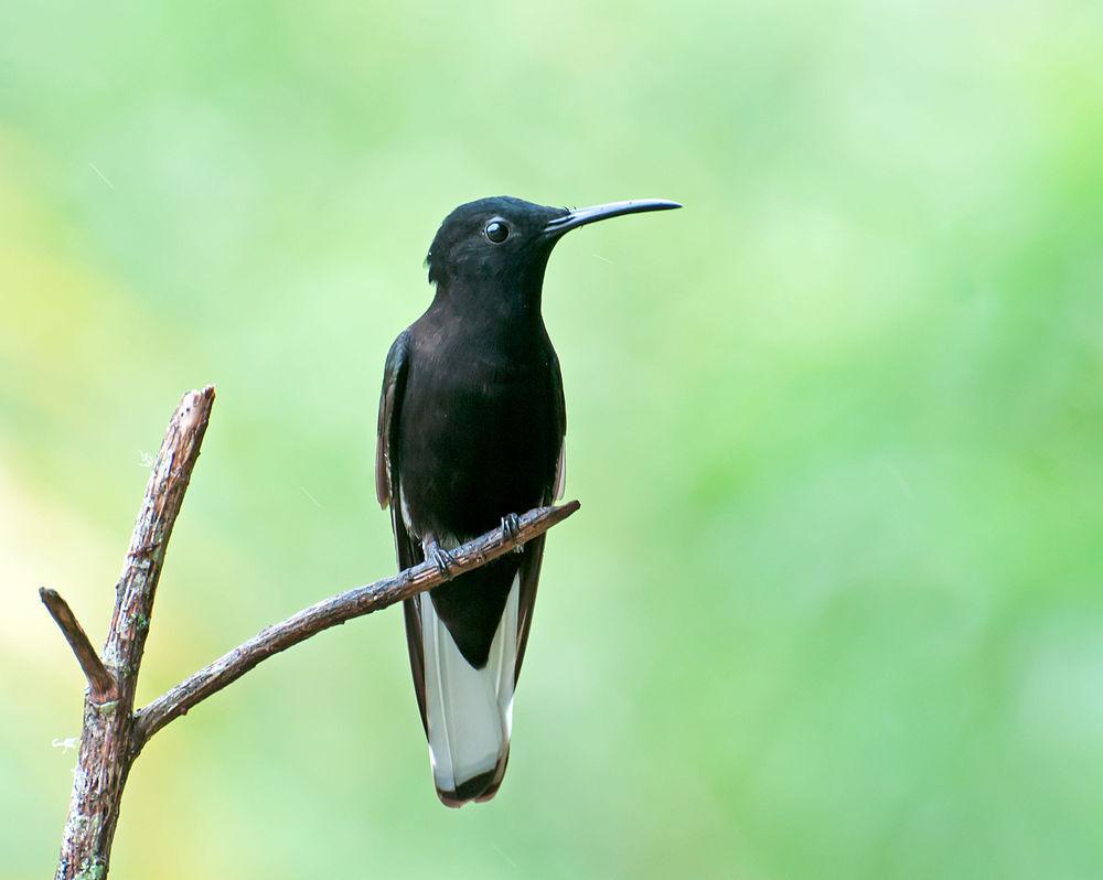 黑蜂鸟 / Black Jacobin / Florisuga fusca