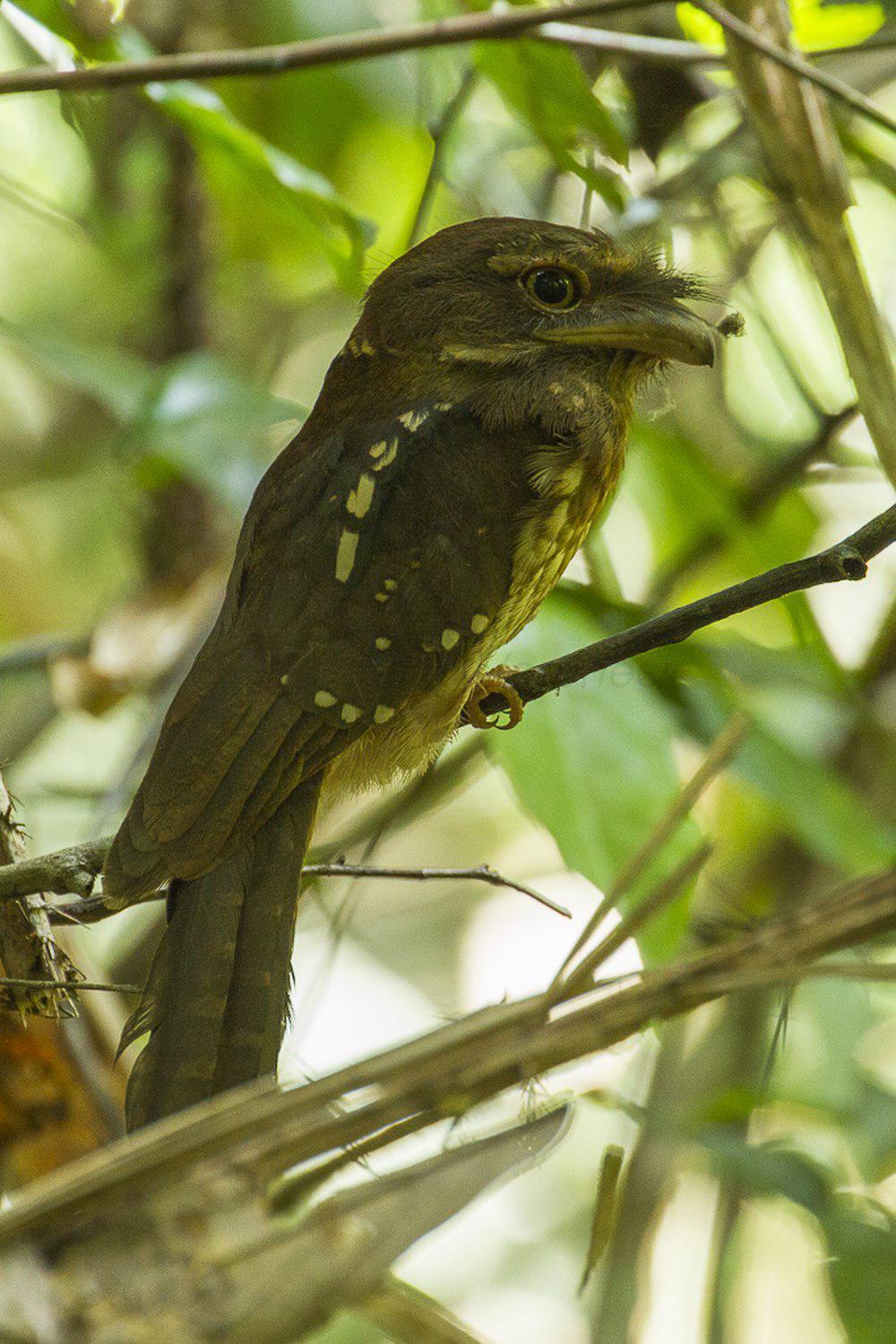 鳞腹蟆口鸱 / Gould\'s Frogmouth / Batrachostomus stellatus