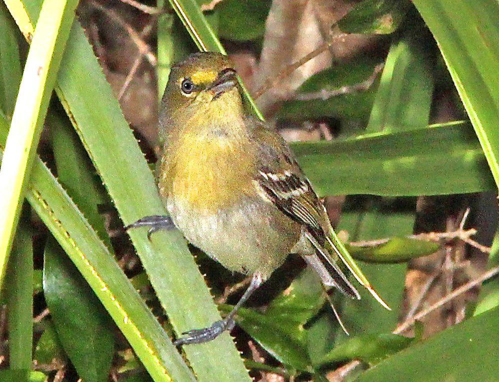 厚嘴莺雀 / Thick-billed Vireo / Vireo crassirostris