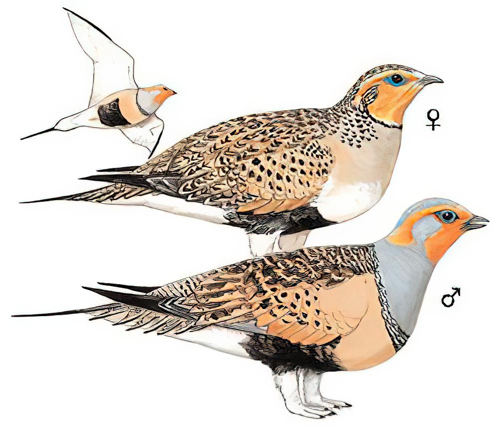 毛腿沙鸡 / Pallas\'s Sandgrouse / Syrrhaptes paradoxus