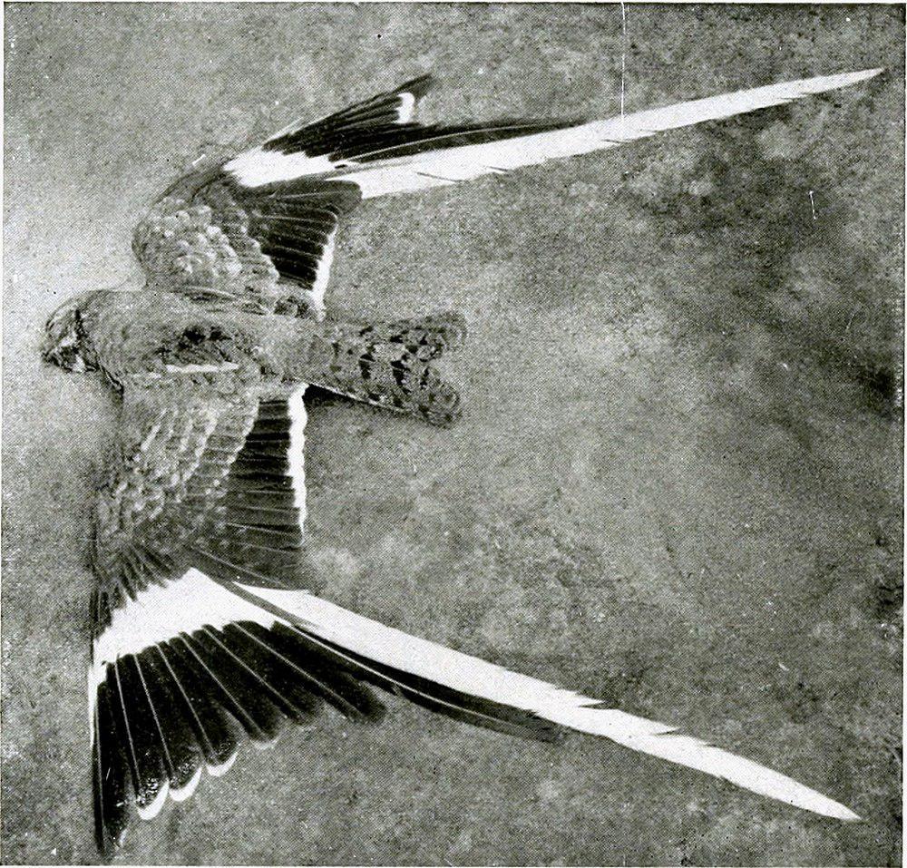 翎翅夜鹰 / Pennant-winged Nightjar / Caprimulgus vexillarius