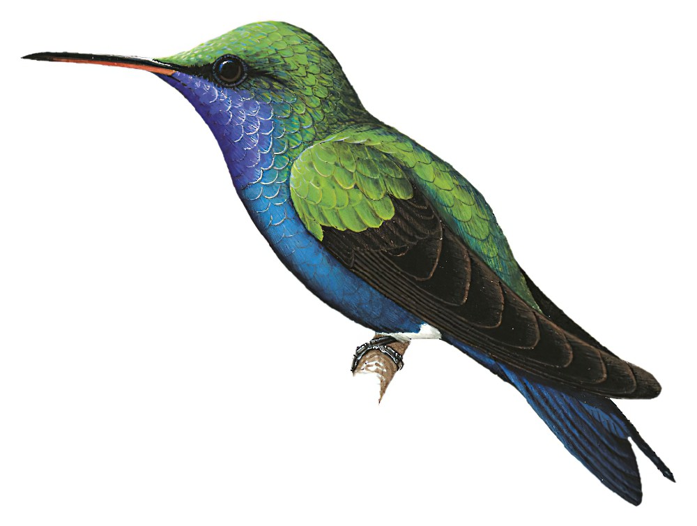 青腹蜂鸟 / Sapphire-bellied Hummingbird / Chrysuronia lilliae