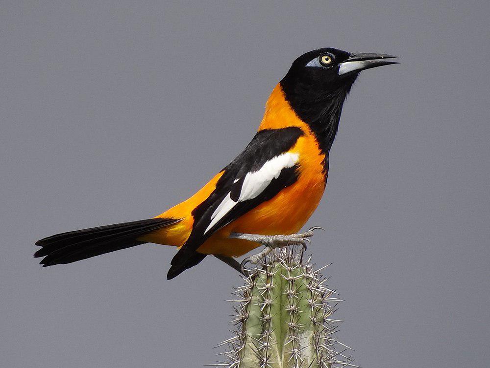 拟鹂 / Venezuelan Troupial / Icterus icterus