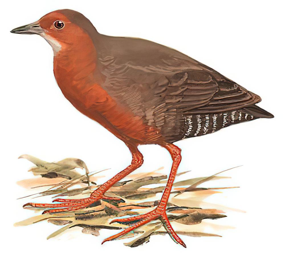 红胸田鸡 / Ruddy-breasted Crake / Zapornia fusca