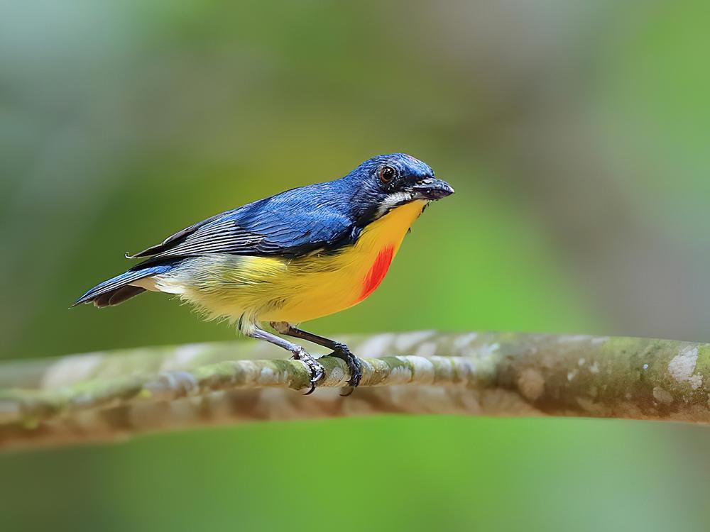 红胸锯齿啄花鸟 / Crimson-breasted Flowerpecker / Prionochilus percussus