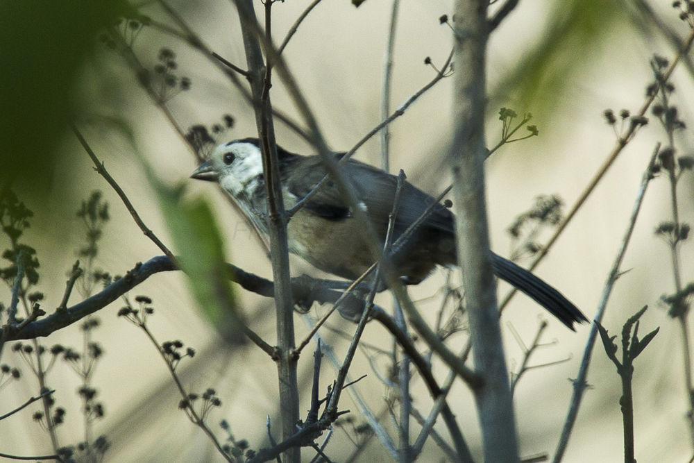 白头薮雀 / White-headed Brushfinch / Atlapetes albiceps