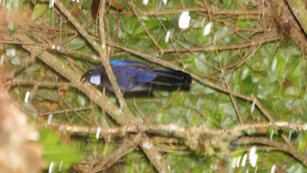 银喉蓝头鹊 / Silvery-throated Jay / Cyanolyca argentigula