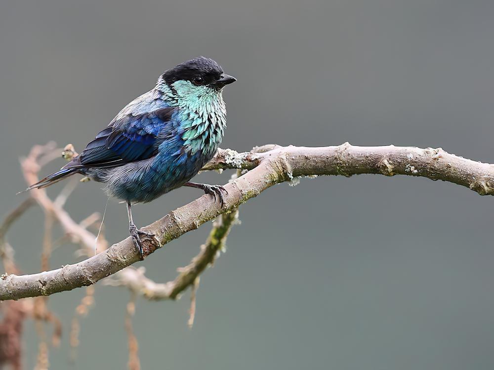 黑顶唐加拉雀 / Black-capped Tanager / Stilpnia heinei