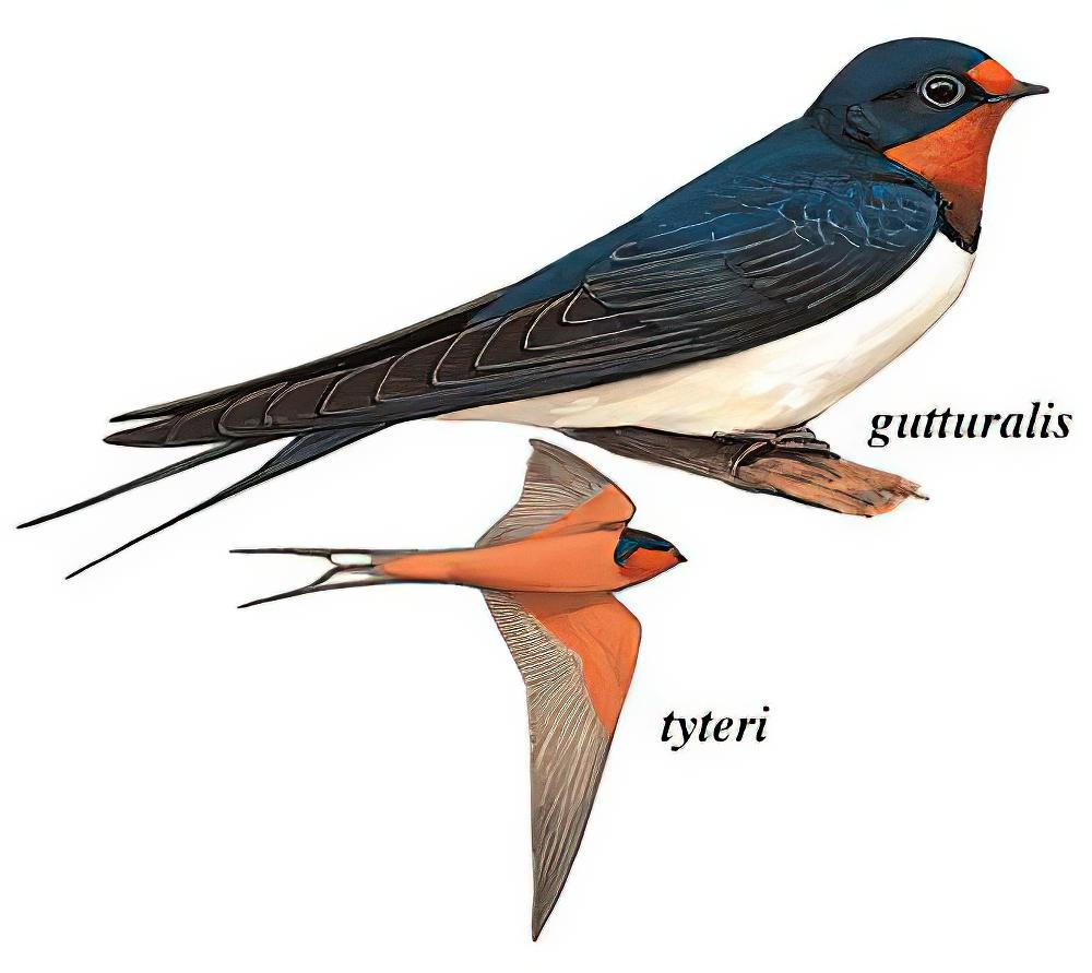 家燕 / Barn Swallow / Hirundo rustica