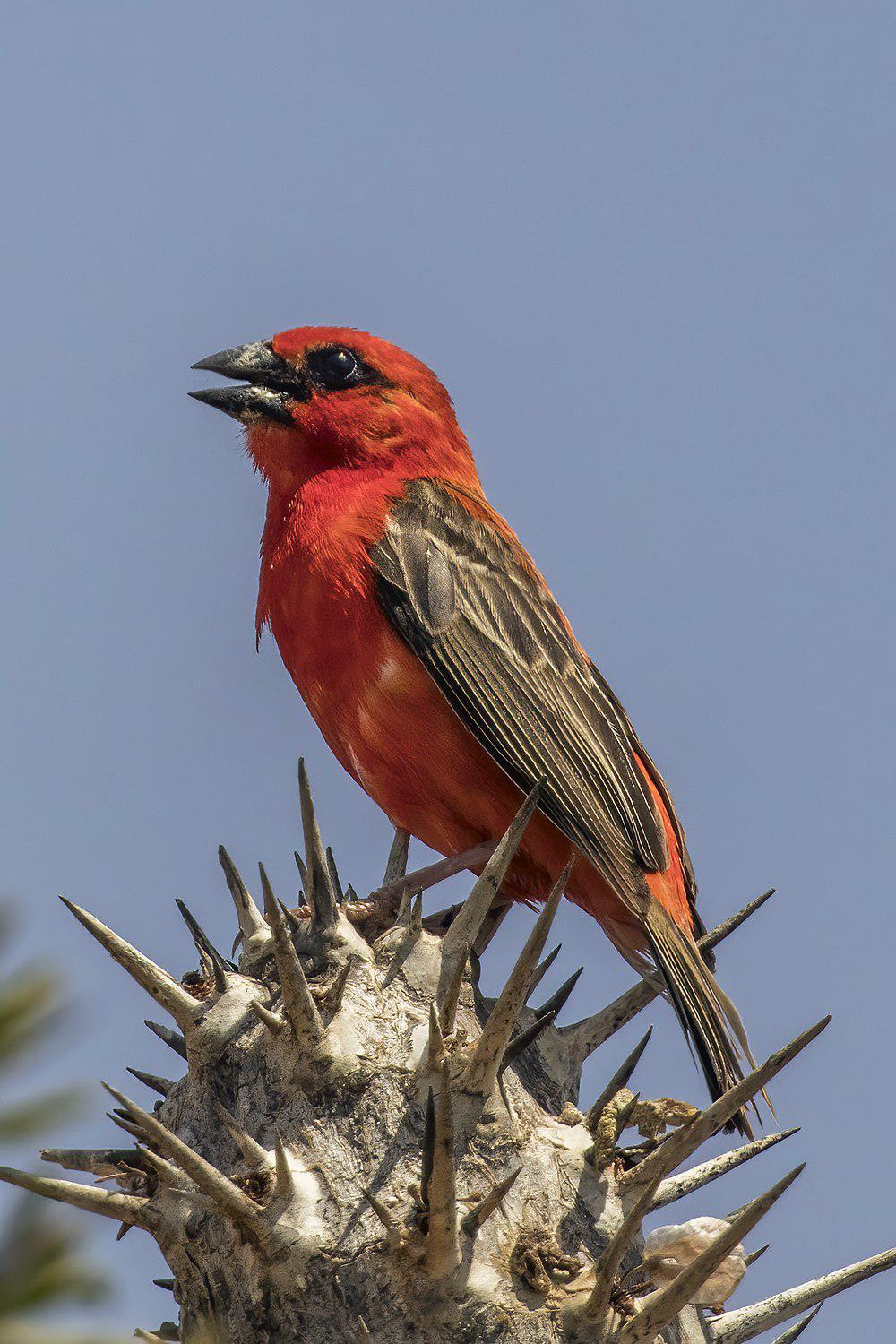 红织雀 / Red Fody / Foudia madagascariensis