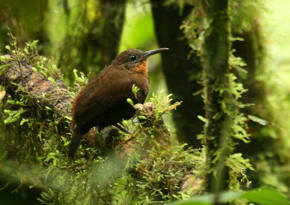 茶喉硬尾雀 / Tawny-throated Leaftosser / Sclerurus mexicanus