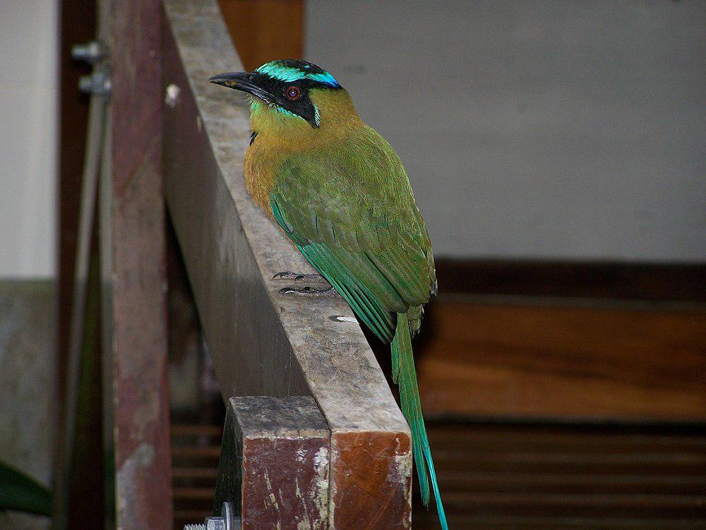 雷氏翠鴗 / Lesson\'s Motmot / Momotus lessonii