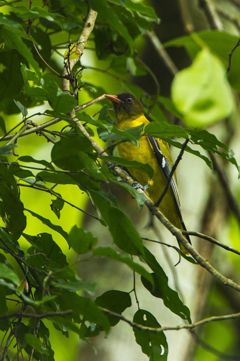 西非黑头黄鹂 / Western Oriole / Oriolus brachyrynchus