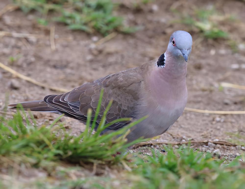 哀斑鸠 / Mourning Collared Dove / Streptopelia decipiens