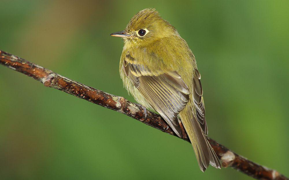 淡黄纹霸鹟 / Yellowish Flycatcher / Empidonax flavescens