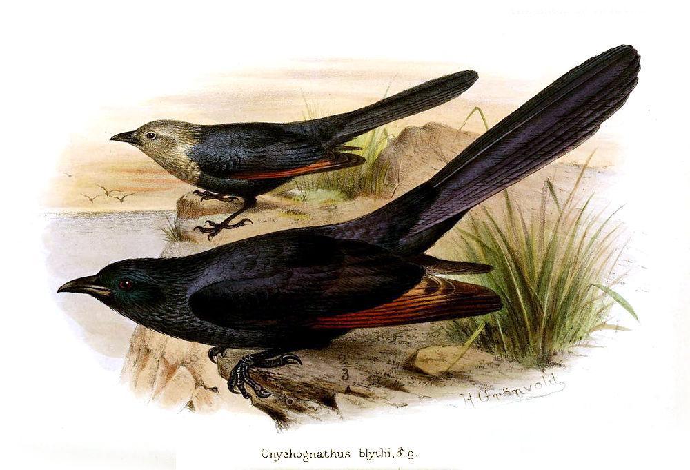 索马里栗翅椋鸟 / Somali Starling / Onychognathus blythii